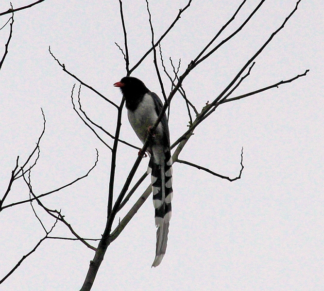 2017-04-05_102817 china-2017.jpg - Drei-Schluchten-Staudamm - ein schner Vogel